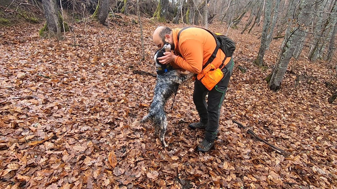 BECCACCE DI GENNAIO COMPILATION ( PARTE 2) Caccia alla beccaccia con il cane da ferma