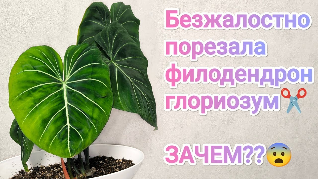 Черенкование филодендрона Глориозум/стоило ли это делать?!🫣