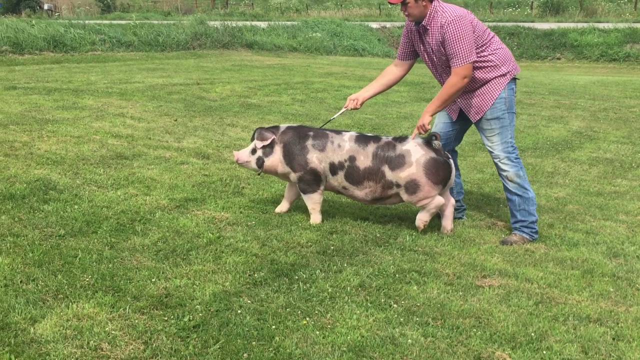 Triggs Show Pigs 2016 Spotted Hog College Gilt Nominee