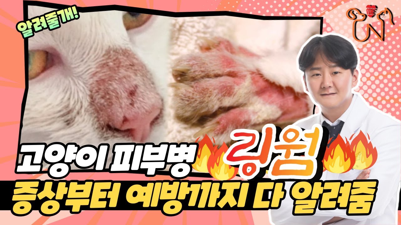 [고양이 피부병] 링웜 원인부터 예방까지 다 알려드릴게요.