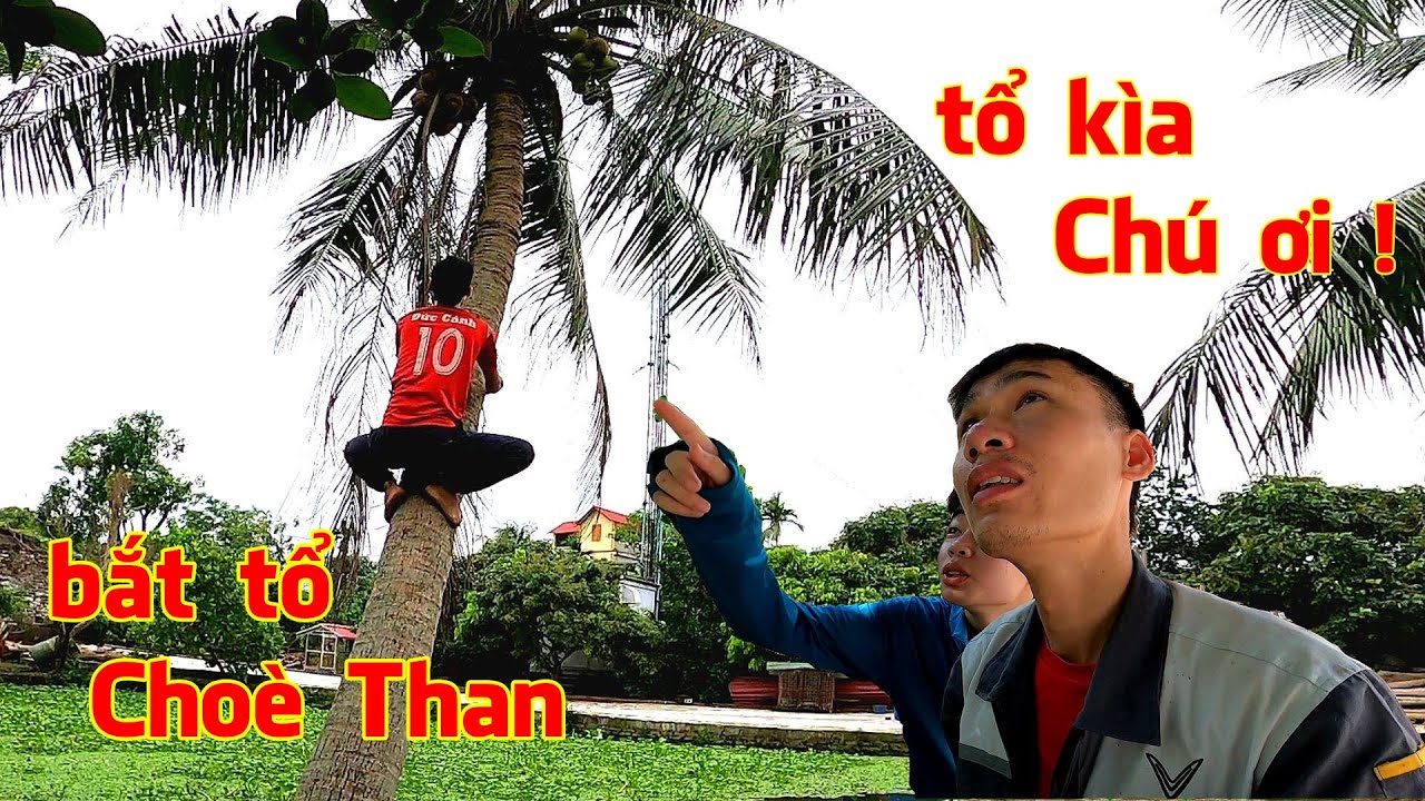 Cùng hai cháu nhỏ, đi tìm tổ Choè Than và cái kết