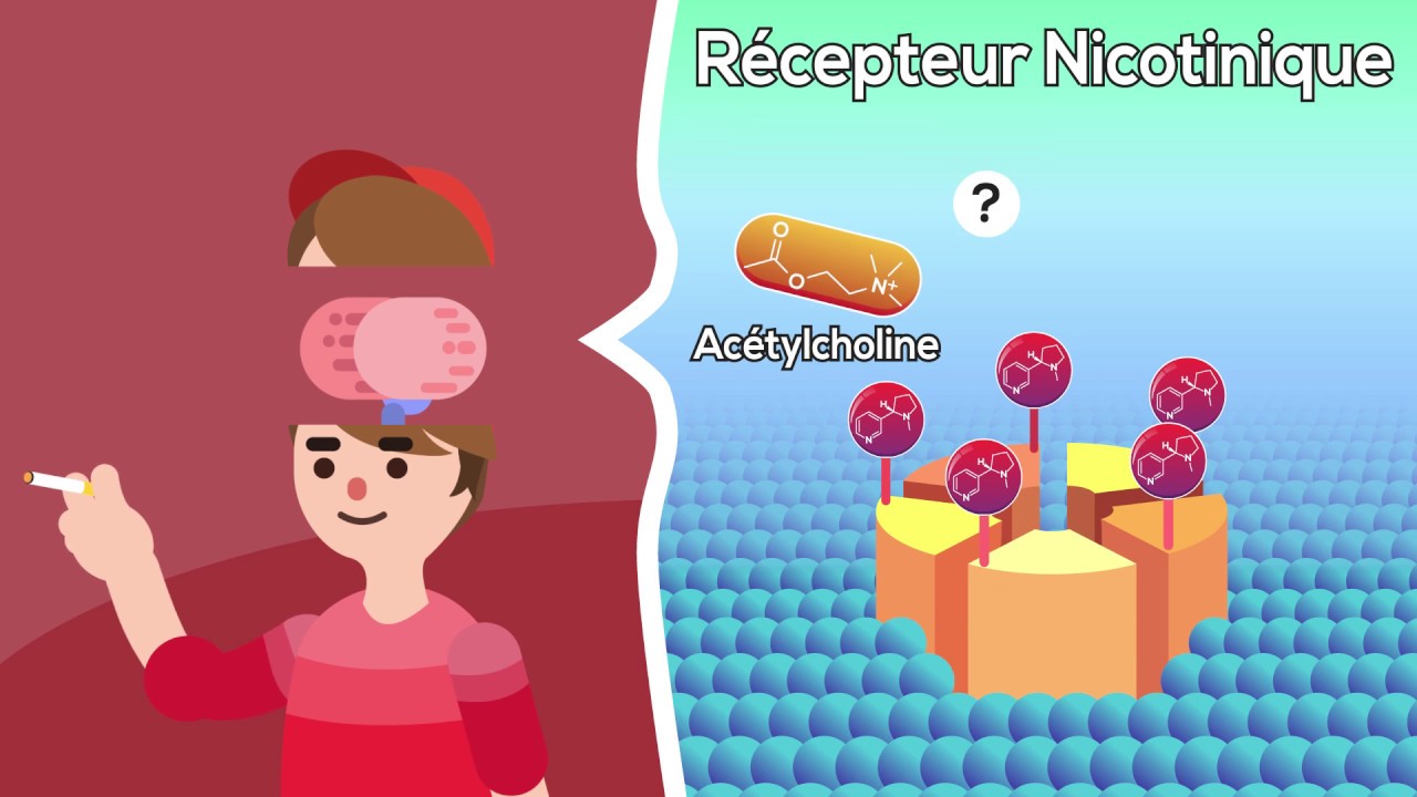 Effets de la nicotine sur le cerveau