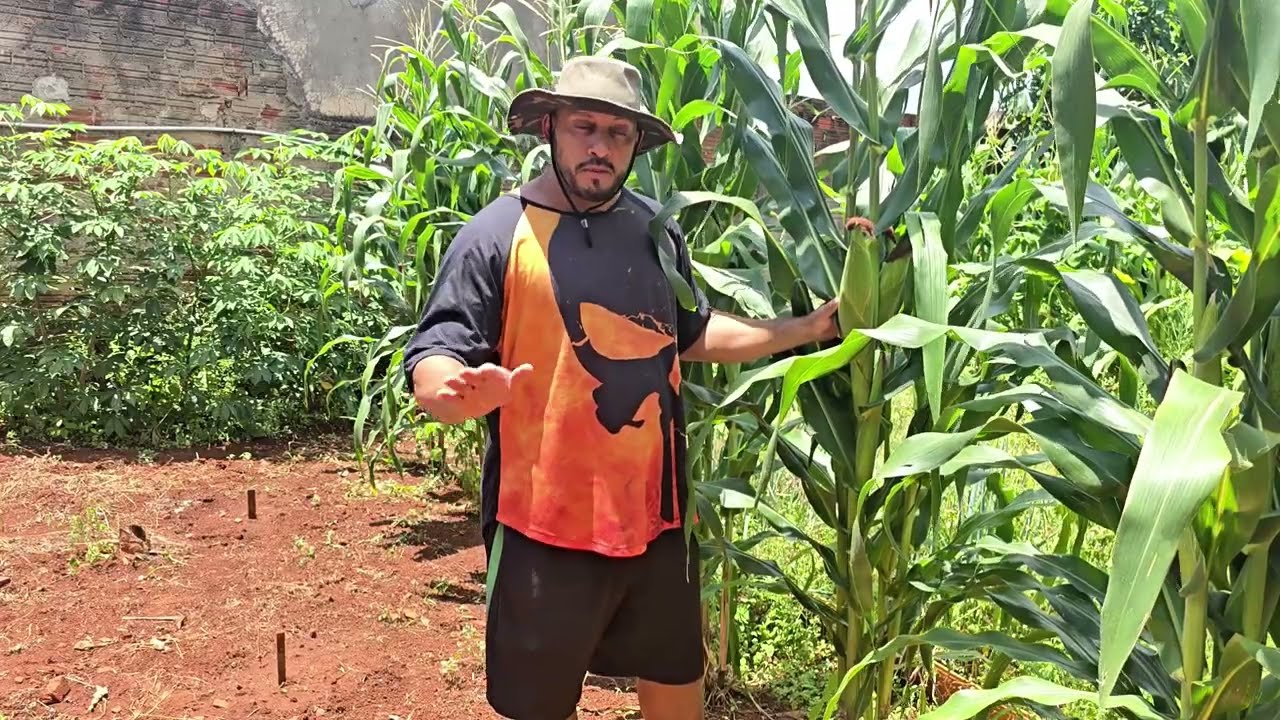 COLHEITA DE MILHO VERDE EM CASA 