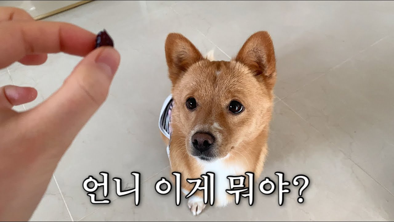 처음 보는 간식인데