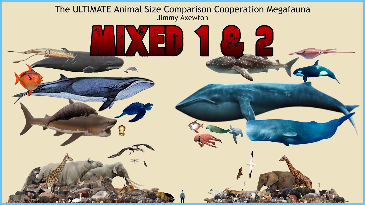 The ULTIMATE Animal Size Comparison Cooperation Megafauna (Mixed 1 & 2) [Jimmy Axewton Only]