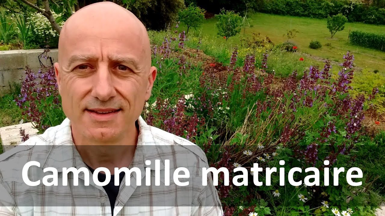 Camomille matricaire