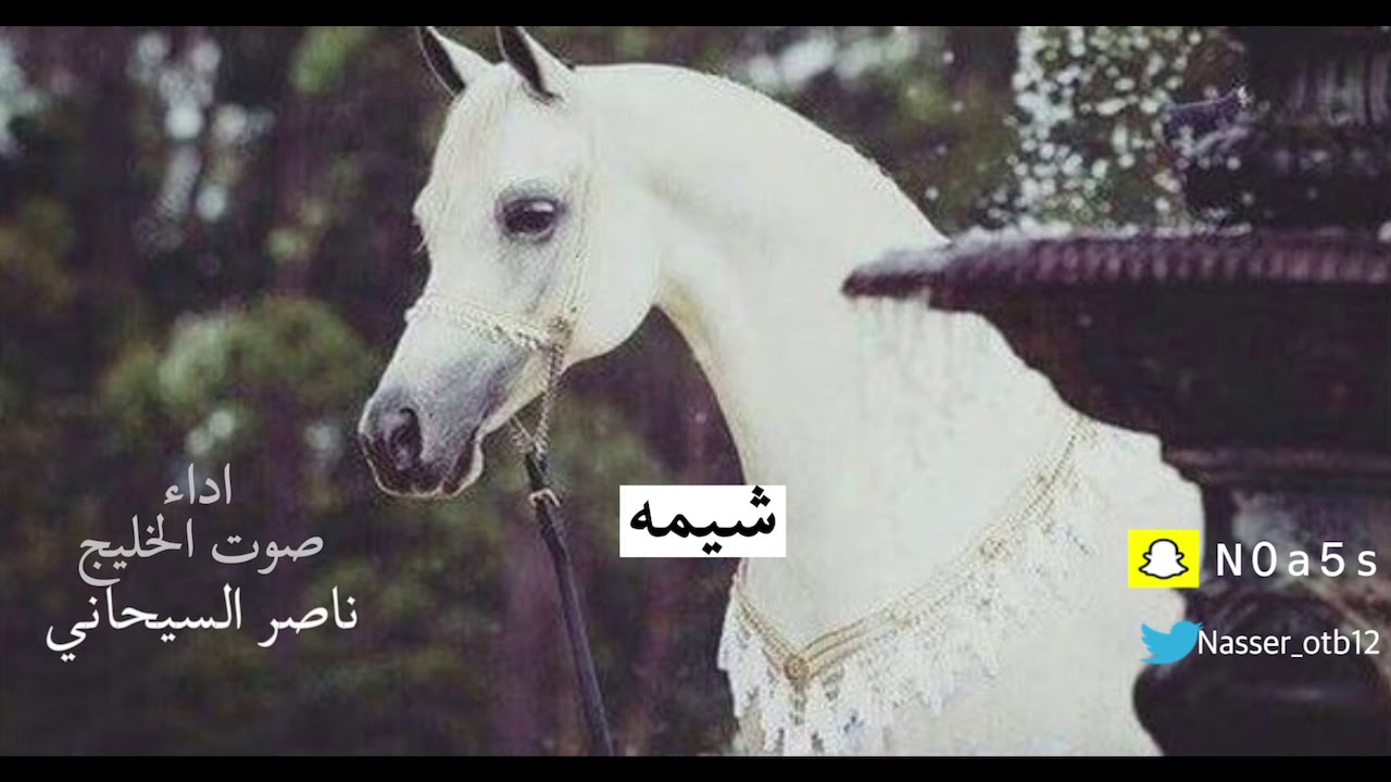 حصرياً شيلة | شيمه 2021 | اداء صوت الخليج : ناصر السيحاني