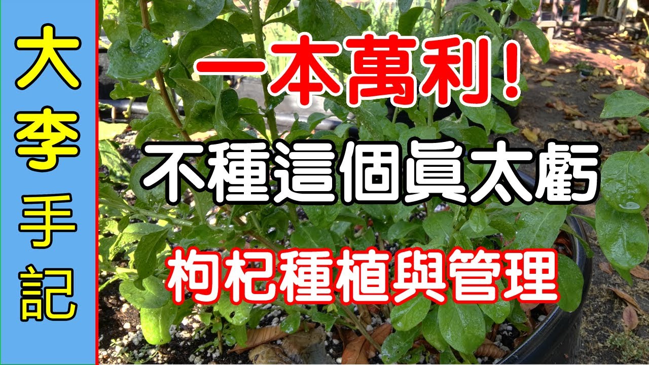 【園藝種植】  一本萬利 ! 不種這個真太虧 , 枸杞種植與管理 .