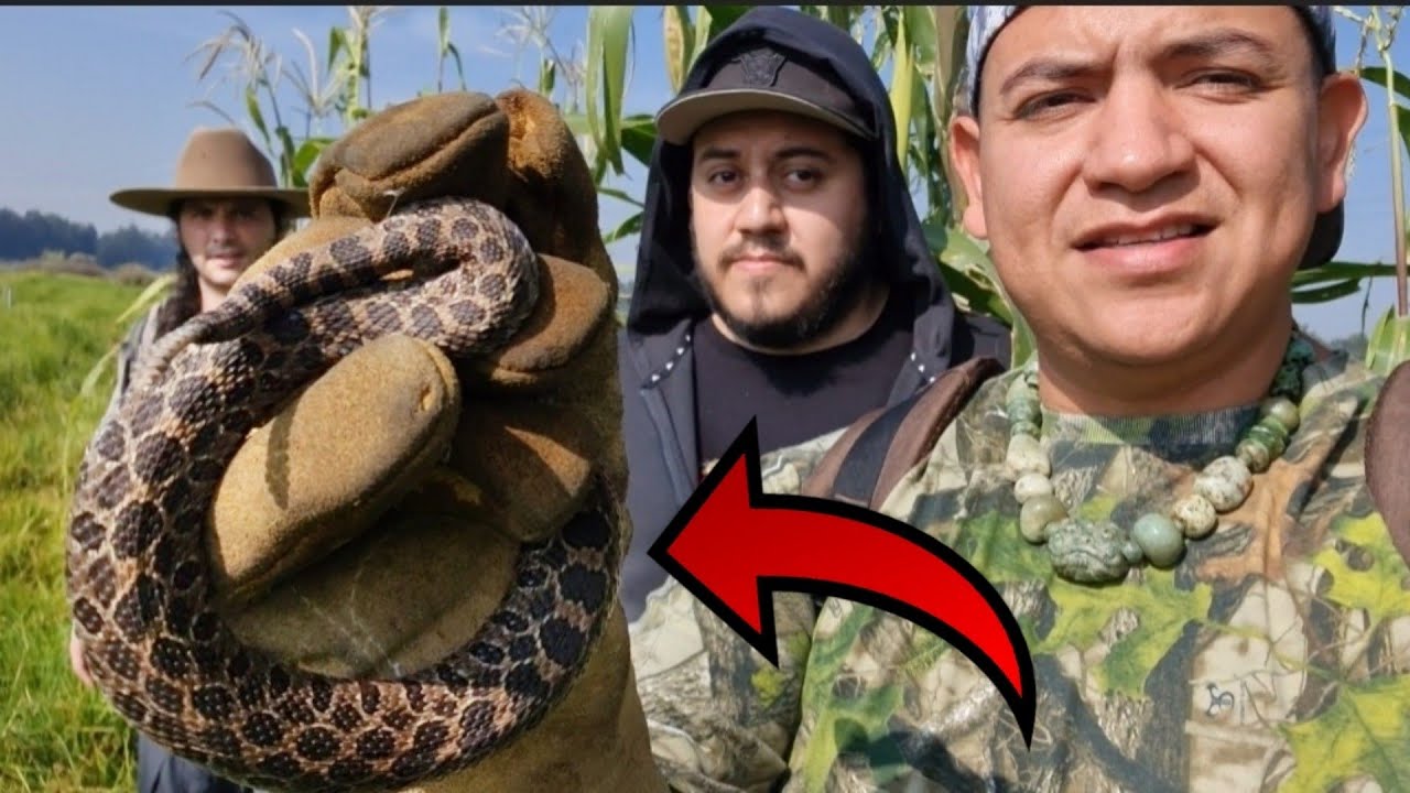 Serpientes de cascabel en la Ciudad de MÉXICO
