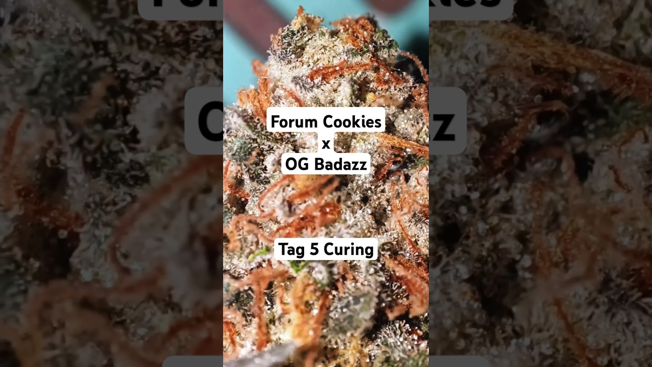 Tag 5 des Curing der Forum Cookies x OG Badazz by #ripperseeds #trichome #420