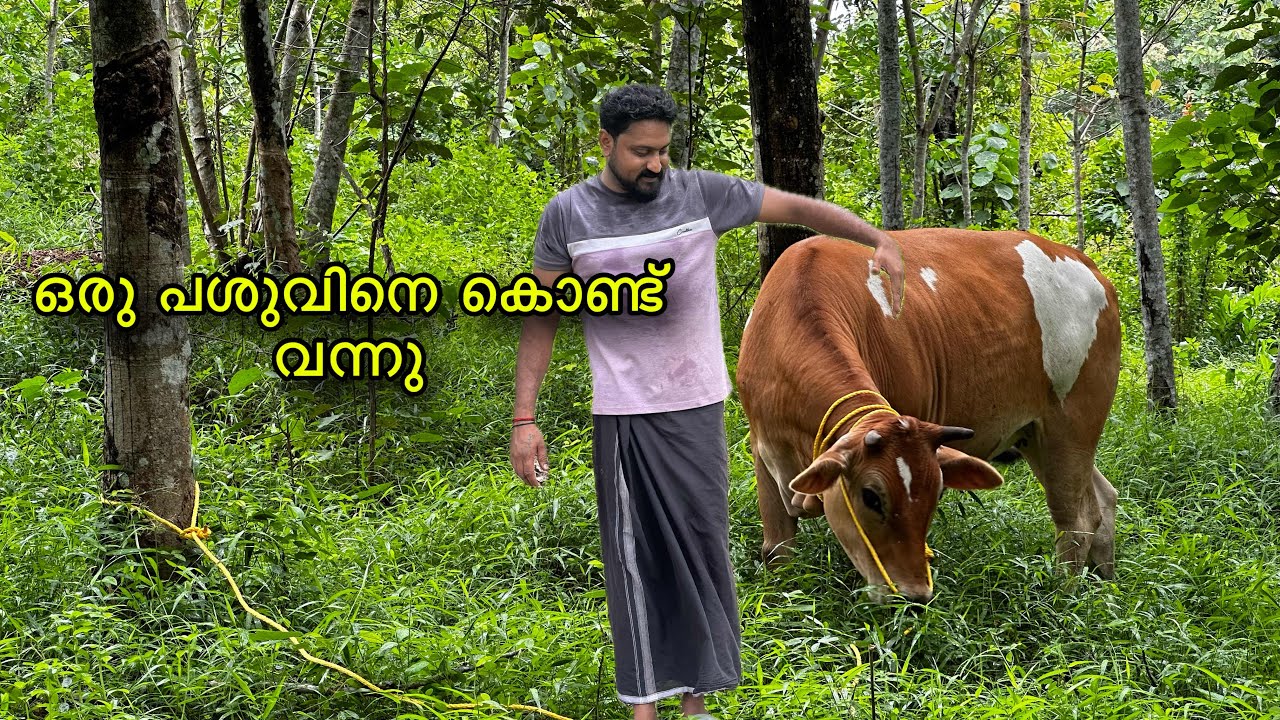 നമ്മുടെ വീട്ടിൽ ഒരു പശൂന്നെ കൊണ്ട് വന്നു. / Kerala farming. #cow ￼