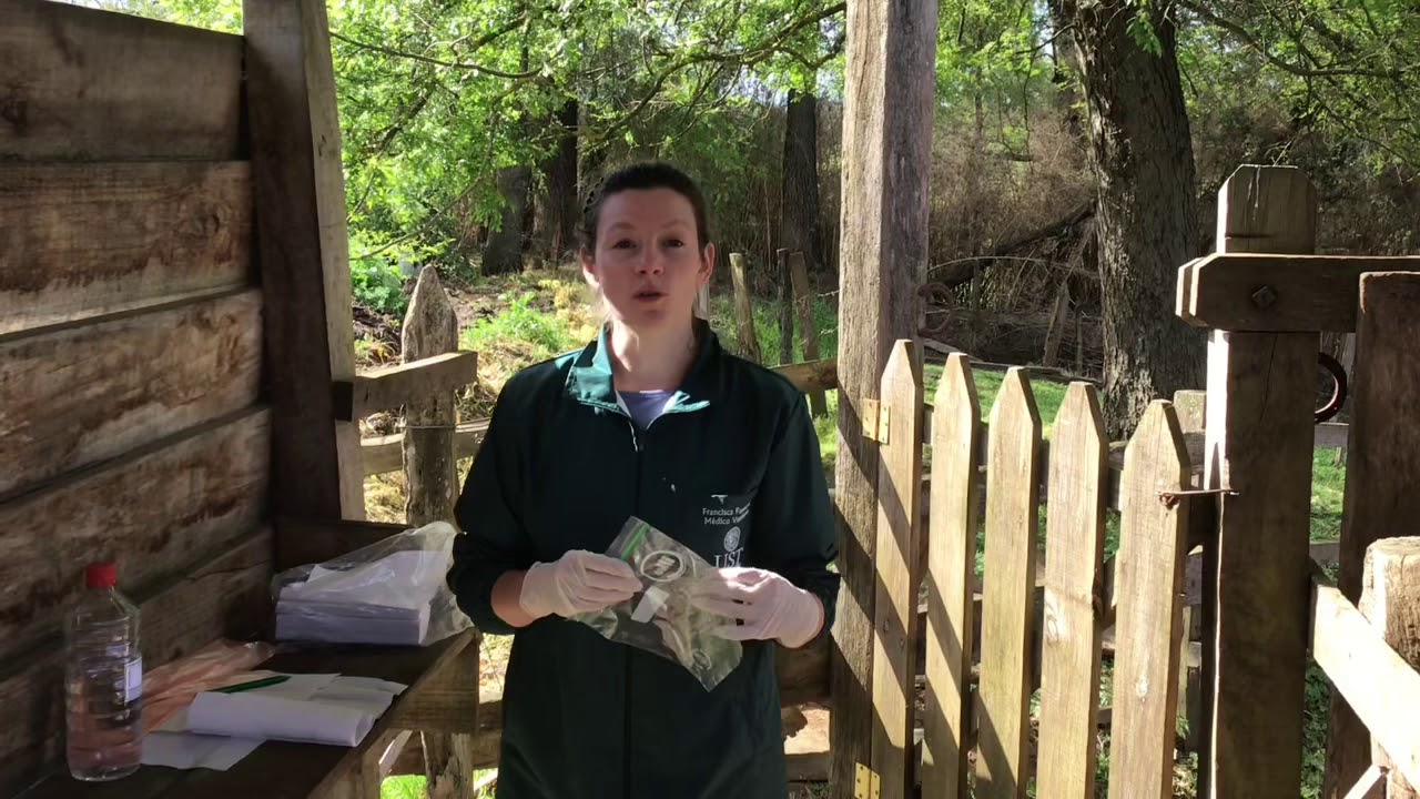Toma de muestra de fecas en el bovino