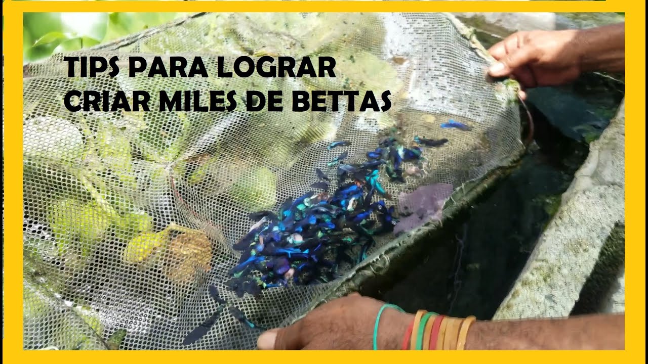 🐠Produccion de bettas 2021 - Recorrido por el acuario🐟
