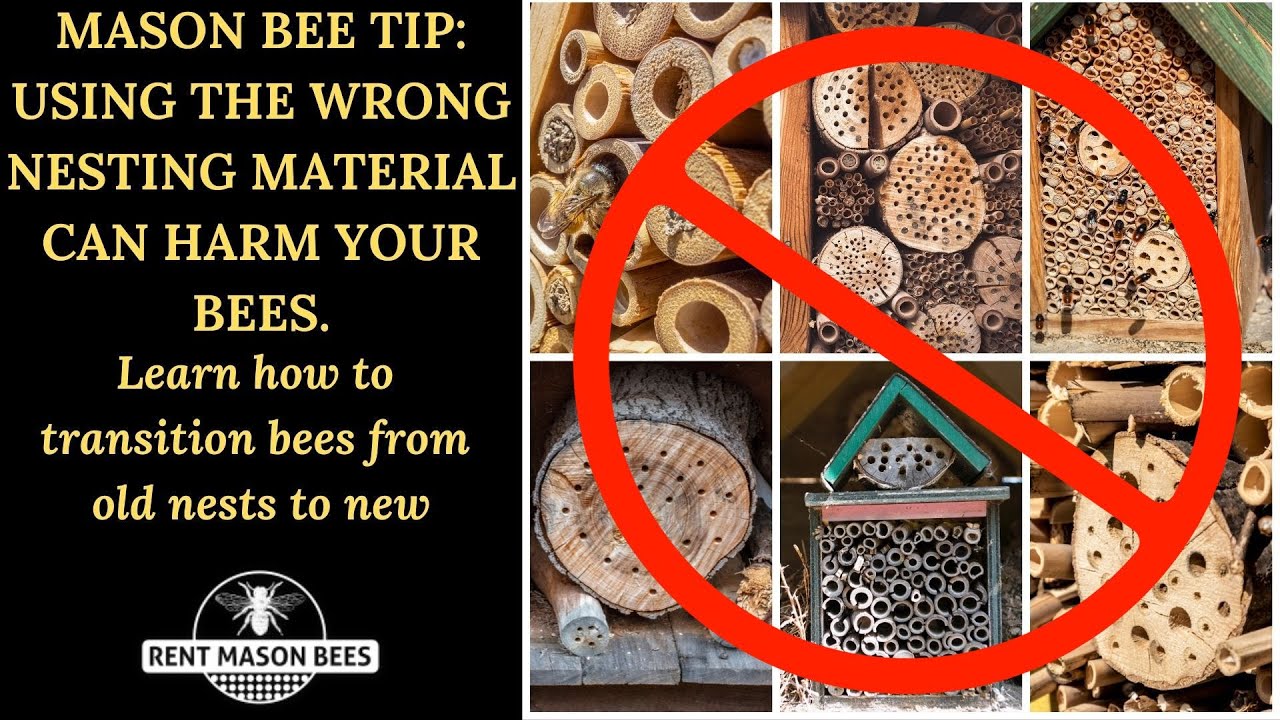 How to Transition Old Nesting Material to Healthy Nesting Material and Rescue Your Baby Bees Inside