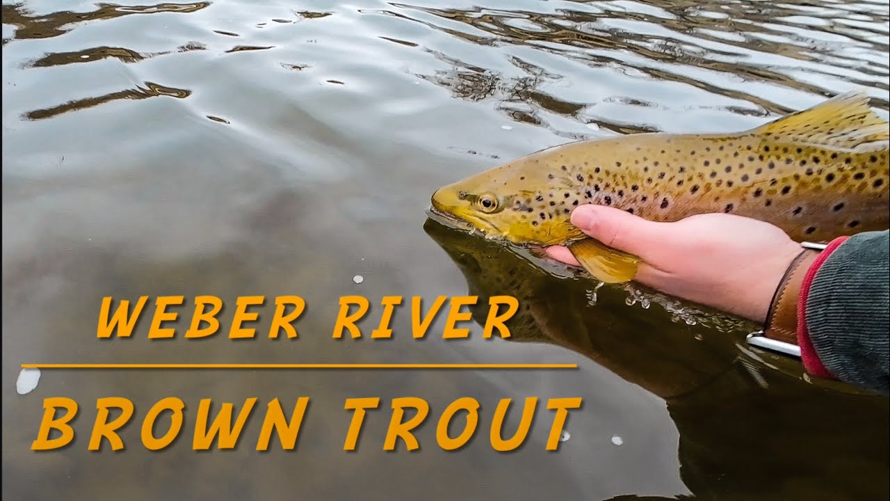 Get Your First Brown Trout on the Weber River!