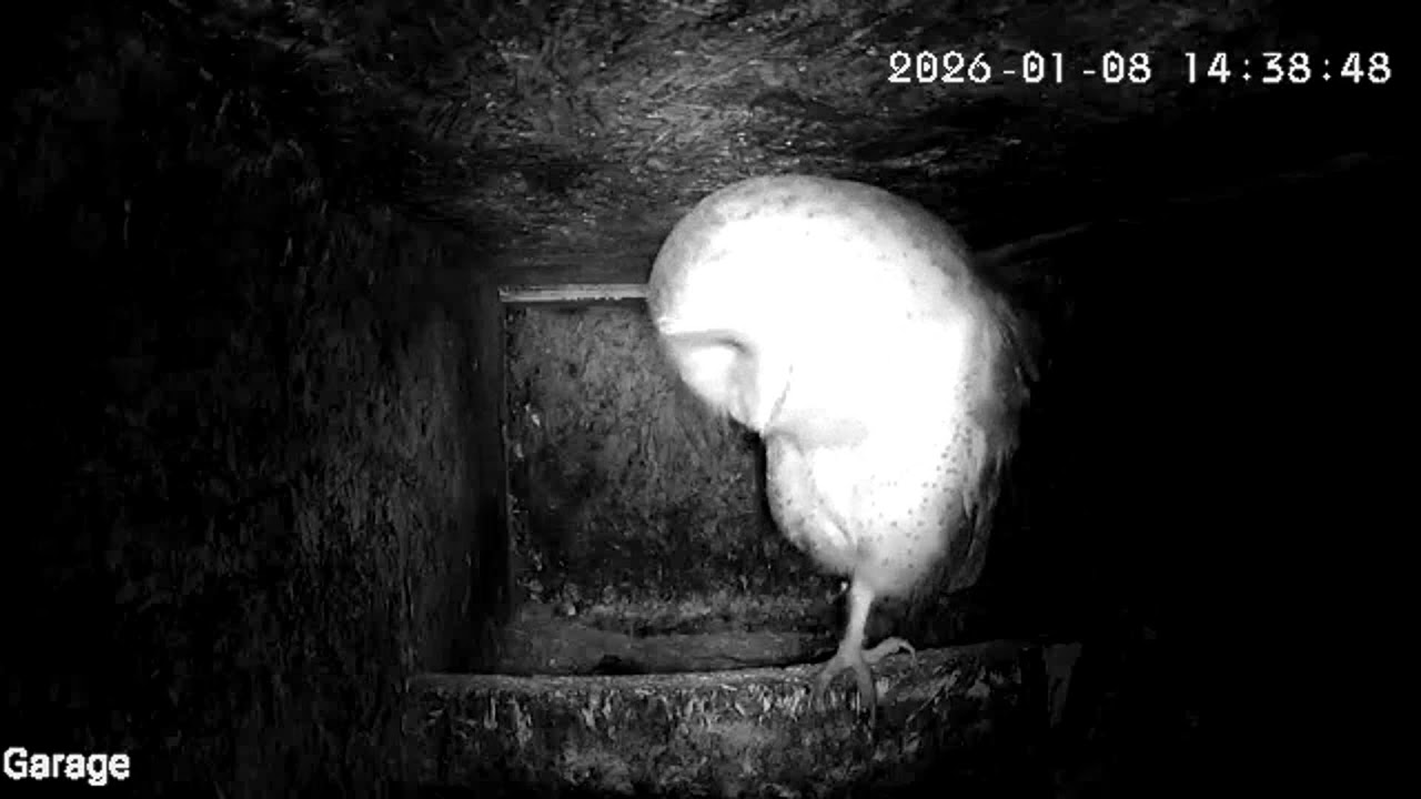 Uilencamera Middelbeers