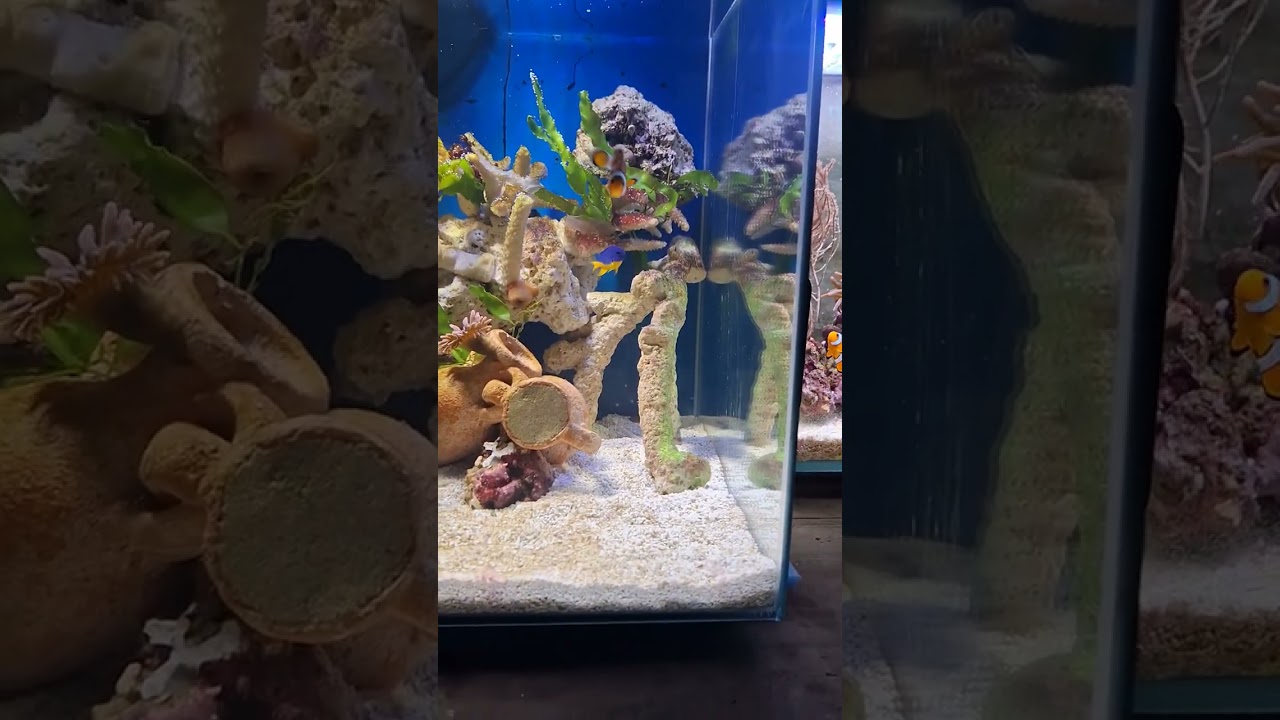 aquarium marin sans ecumeur ultra low tech
