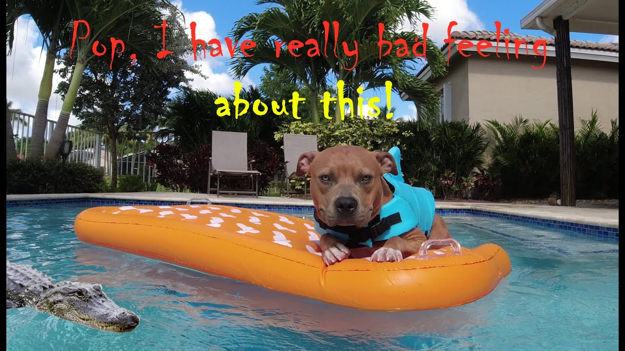 Dog Raft: Expawlorer Pet Pool Float Review & Unboxing