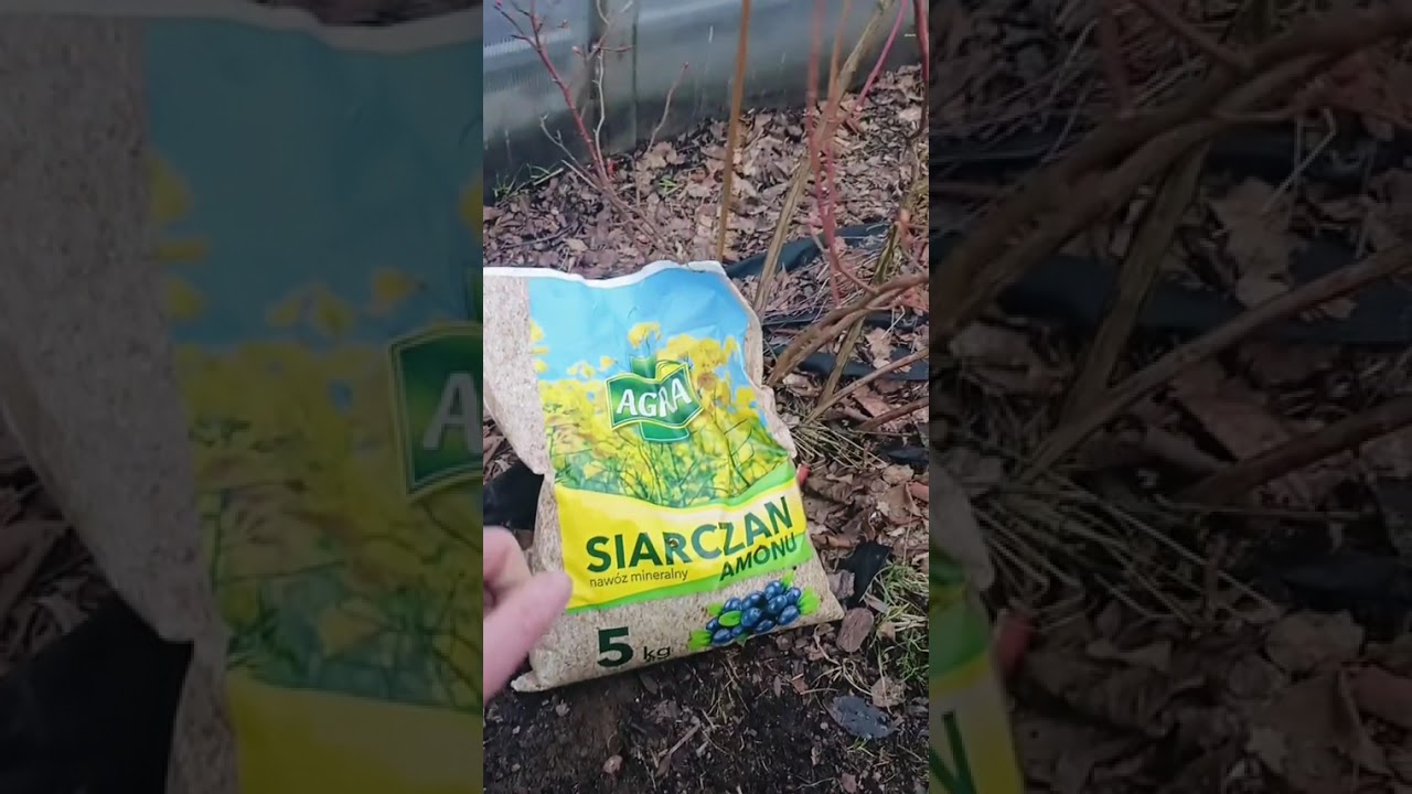 Wiosenne nawożenie borówek 