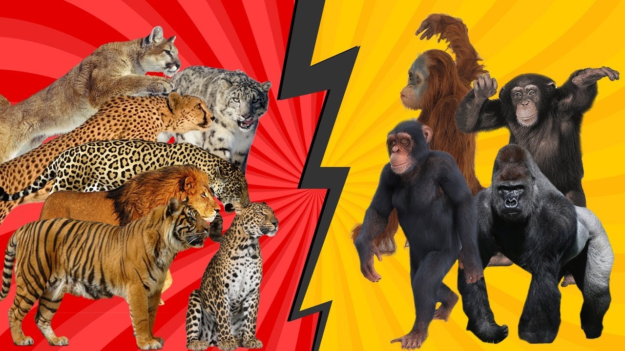 Kera Besar vs Kucing Besar | Siapa yang Lebih Hebat?