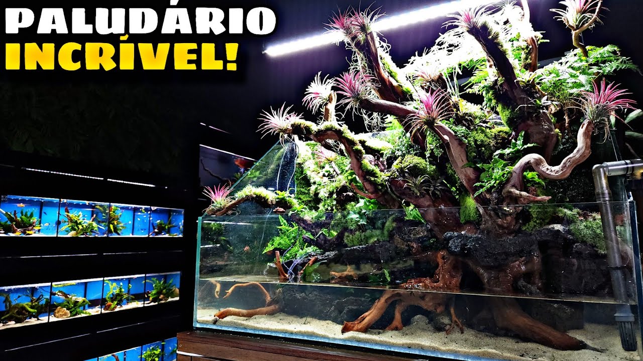 PALUDÁRIO FANTÁSTICO DE 1 METRO PARA MUDSKIPPER
