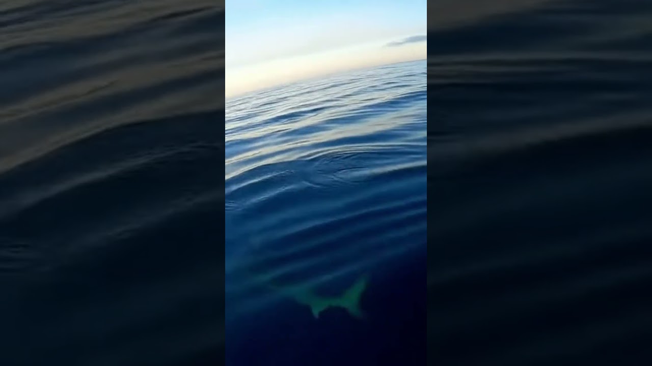 Near-Miss! Shark Circles My Kayak in Open Ocean