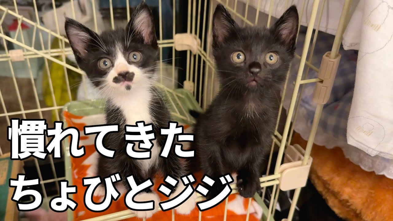 少しずつ落ち着いてきた先住犬と保護猫達［森の中の小さな家暮らし］