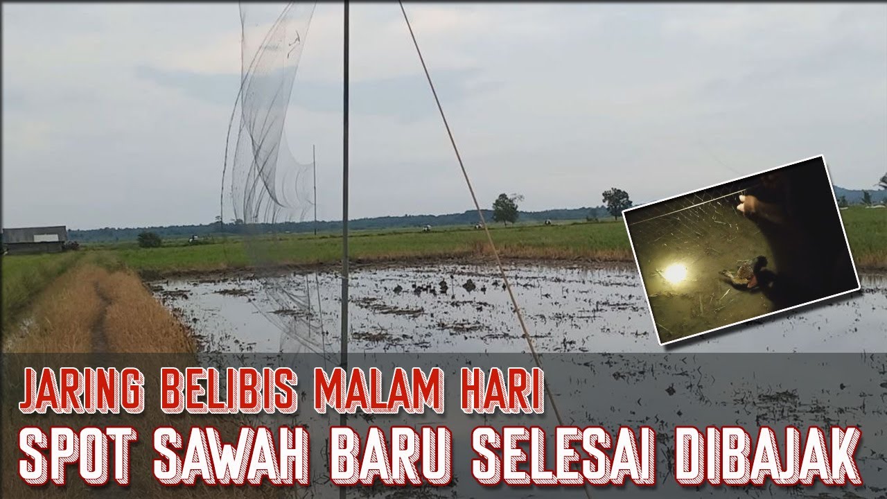 JARING BELIBIS MALAM HARI || SPOT PESAWAHAN YANG BARU SELESAI DIBAJAK || JARING BURUNG SAWAH EPS-1