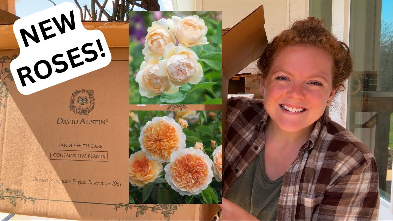 UNBOXING & PLANTING 7 NEW DAVID AUSTIN ROSES 🌹  🌿  Landscaping Around Our House