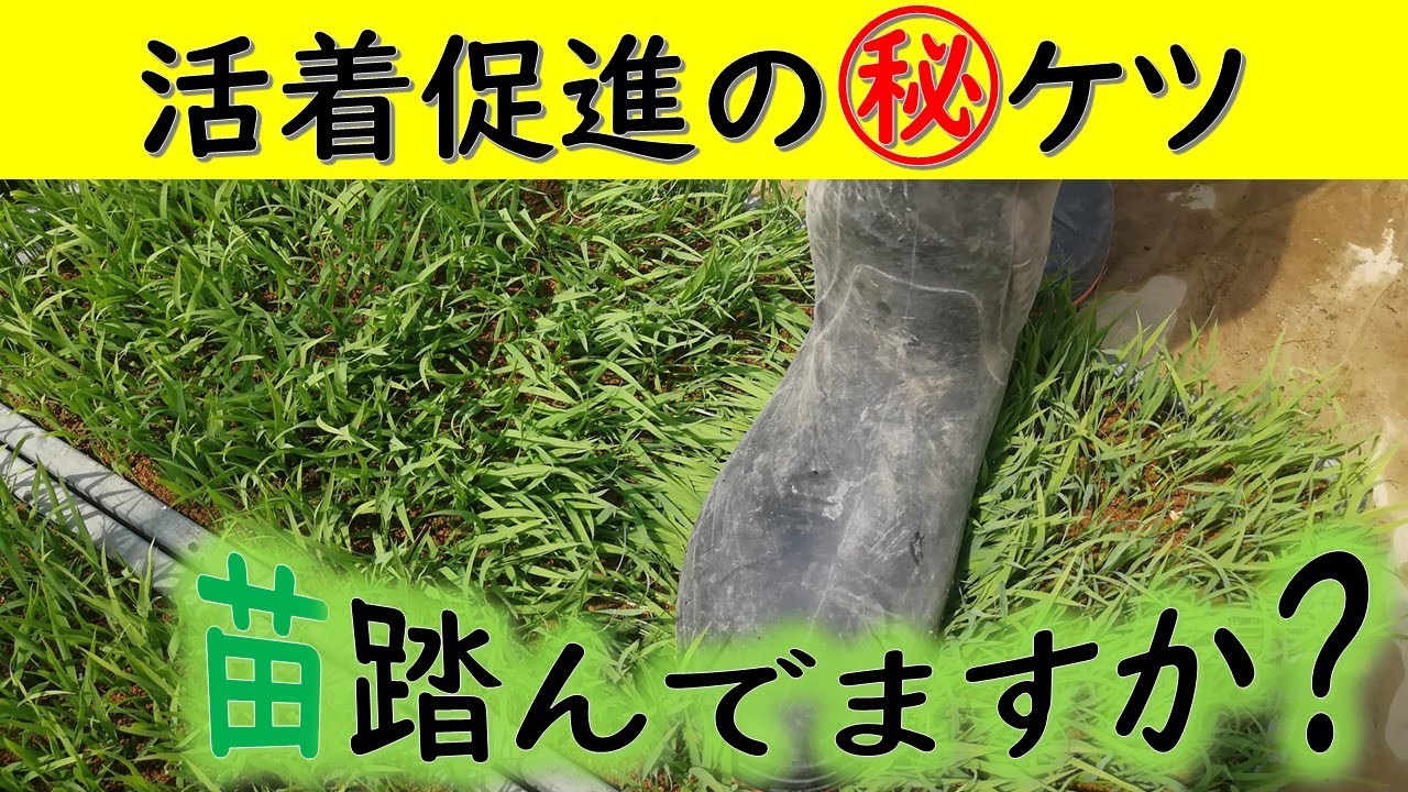 活着促進の㊙ケツ　苗踏んでますか？