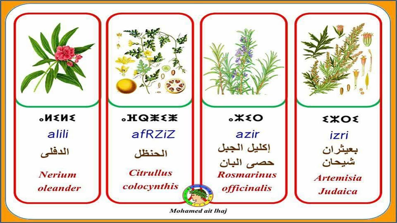 أسماء النباتات بالأمازيغية بالصوت والصورة (منطقة القبايل جبال بابور)