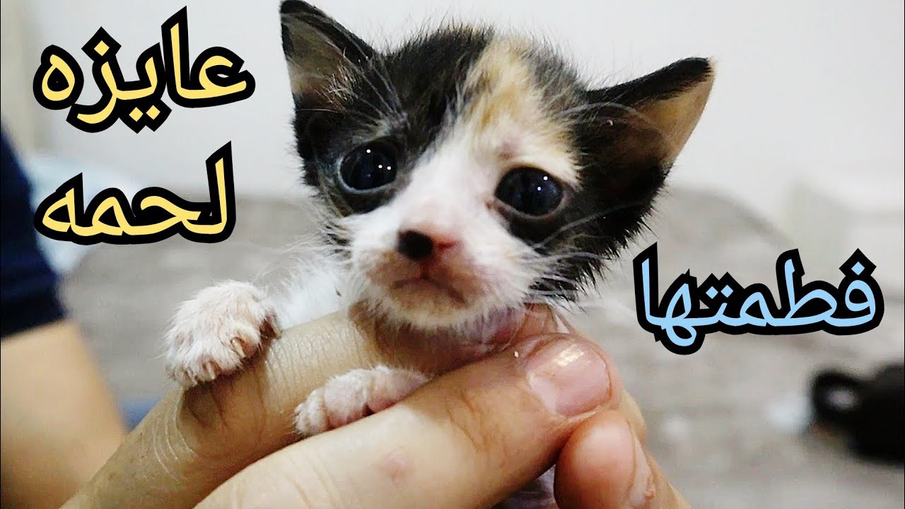 متى نفطم القطط الرضيعة وكيف الطريقة ؟تعالوا نشوف