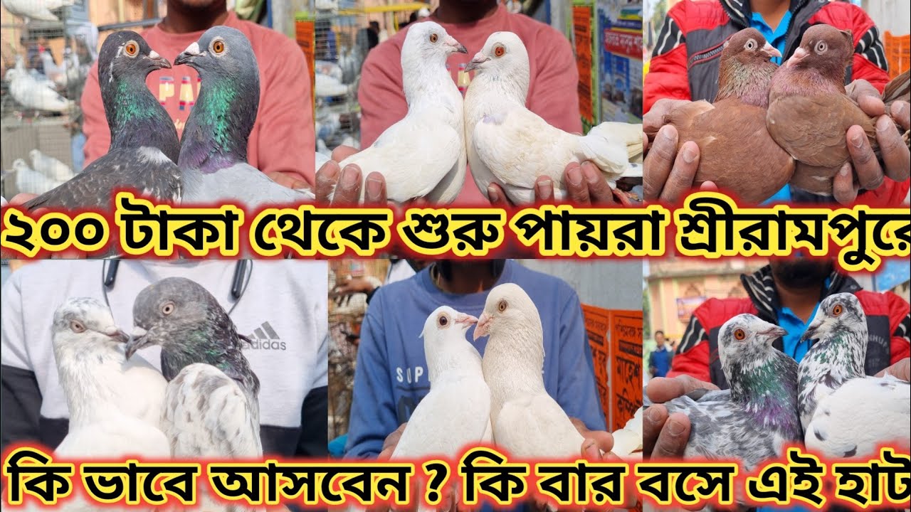 ২০০ টাকায় শুরু পায়রা শ্রীরামপুর হাটে 😱 SERAMPORE  PIGEON MARKET LOCATION
