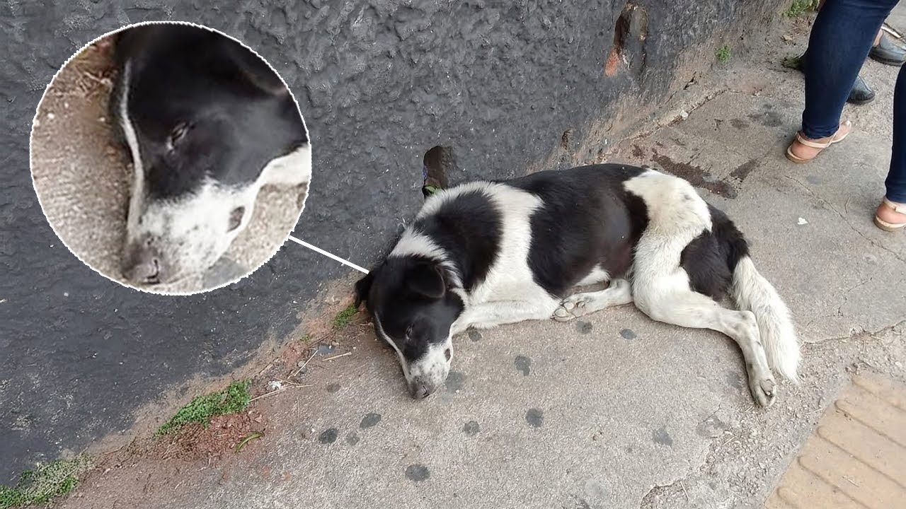 After 10 Sleepless Days, He Still Kept His Eyes Open… Waiting for the One Who Left