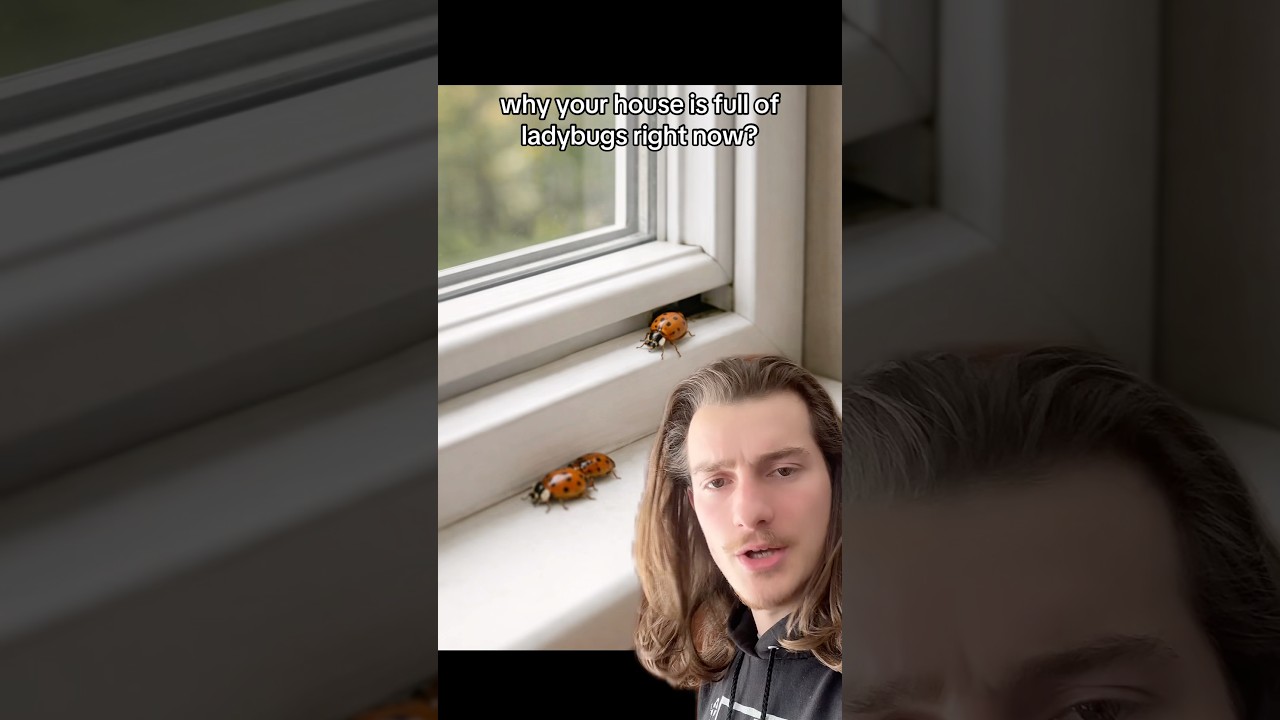 Почему в вашем доме полно божьих коровок