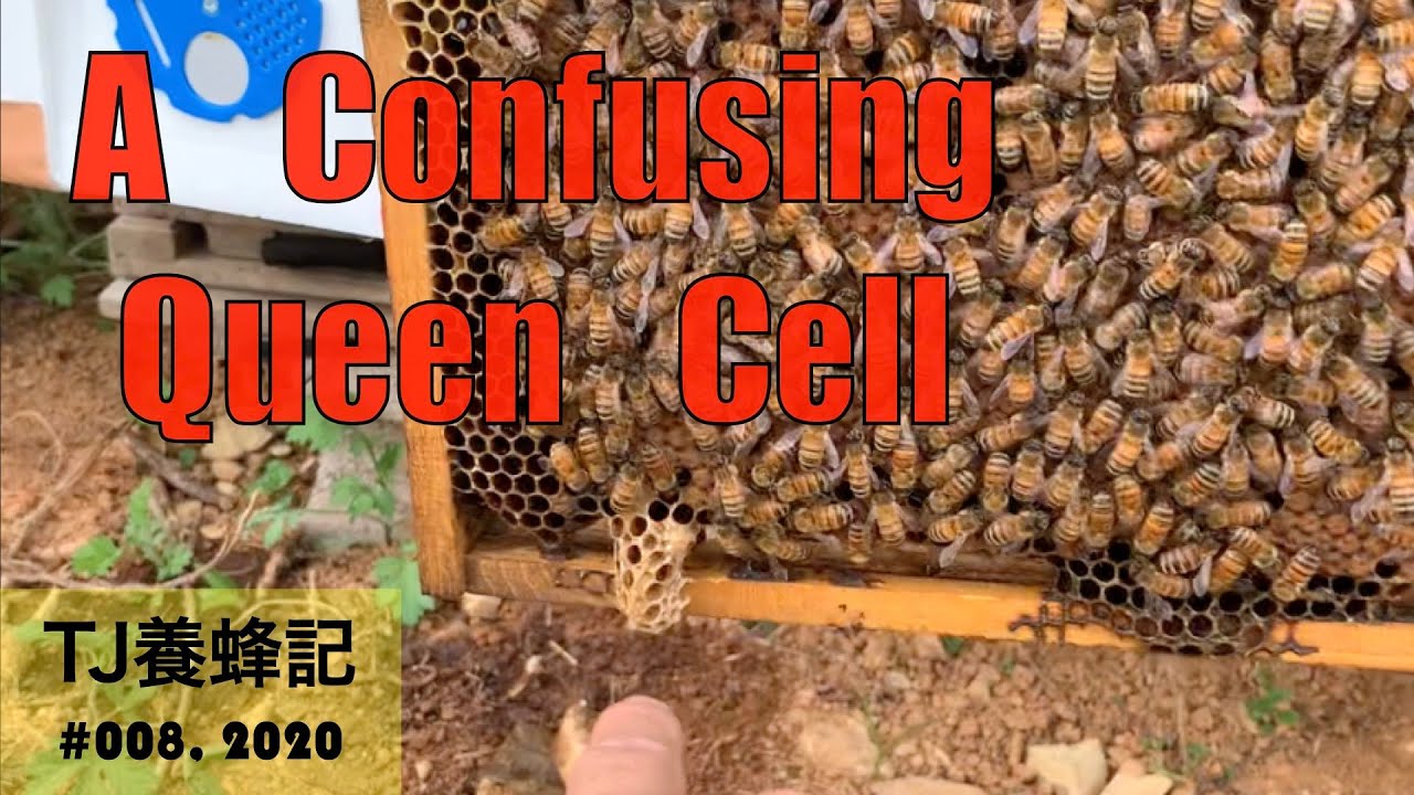 ややこしい王台 5月（ A Confusing Queen Cell）