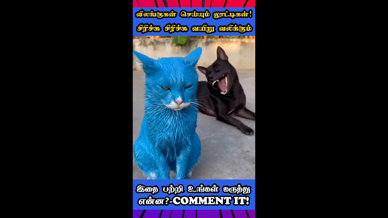 💯🤣சிரிச்சு சிரிச்சு வயிறு வலிக்கும் விலங்குகள் செய்யும் லூட்டிகள்!😂ANIMAL Funny Mind Voice #trending