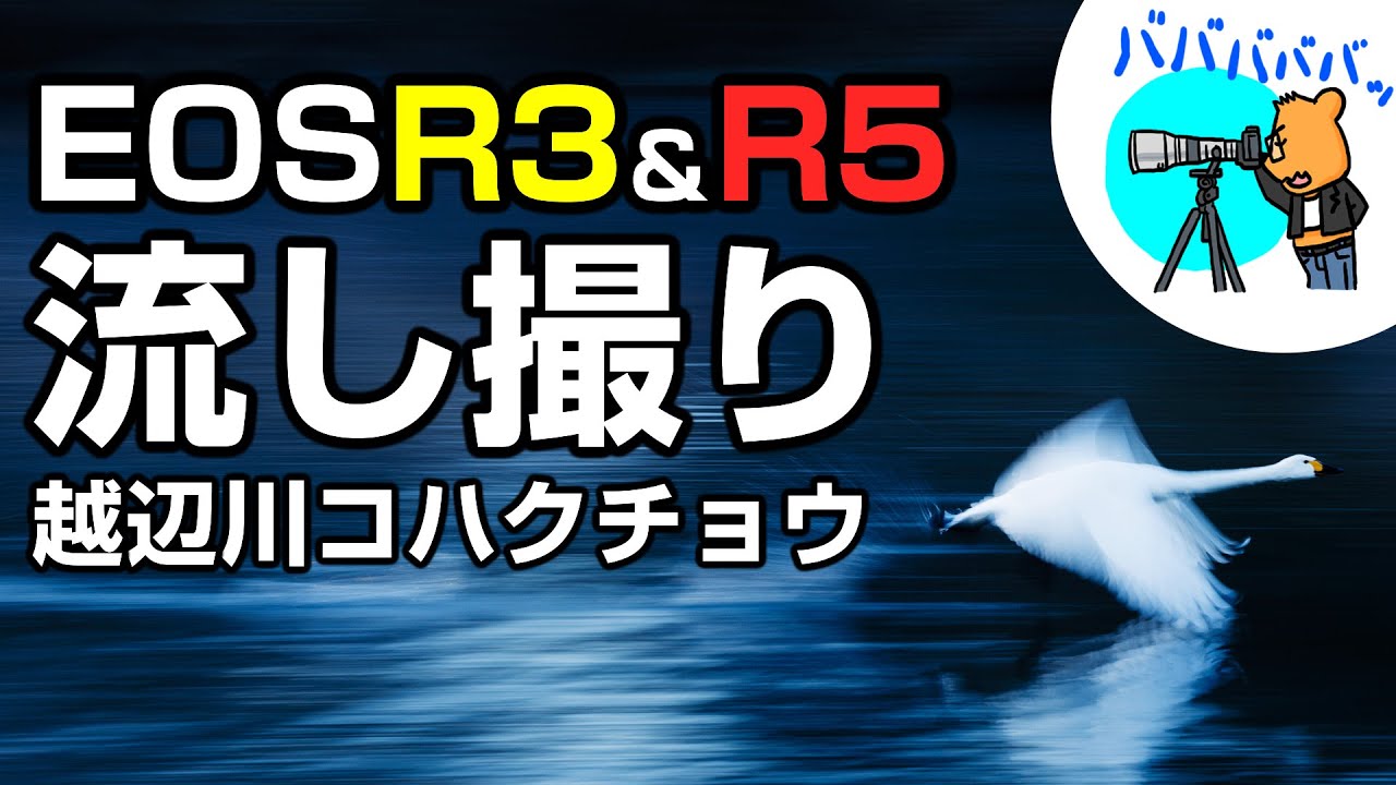 EOS R3＆R5でコハクチョウ流し撮り！ベストレンズはこれだ！＠川島町越辺川