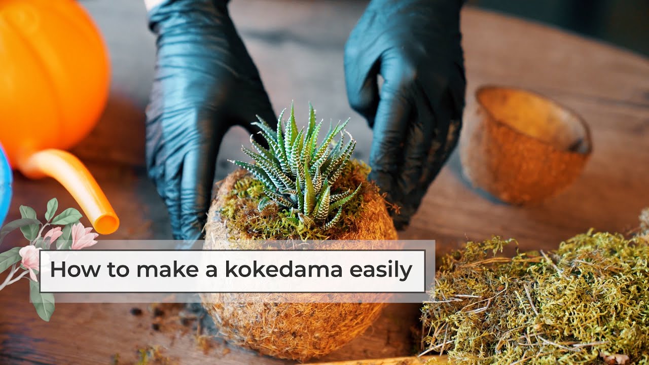 How to Make a Kokedama Easily | Moss Ball Planter