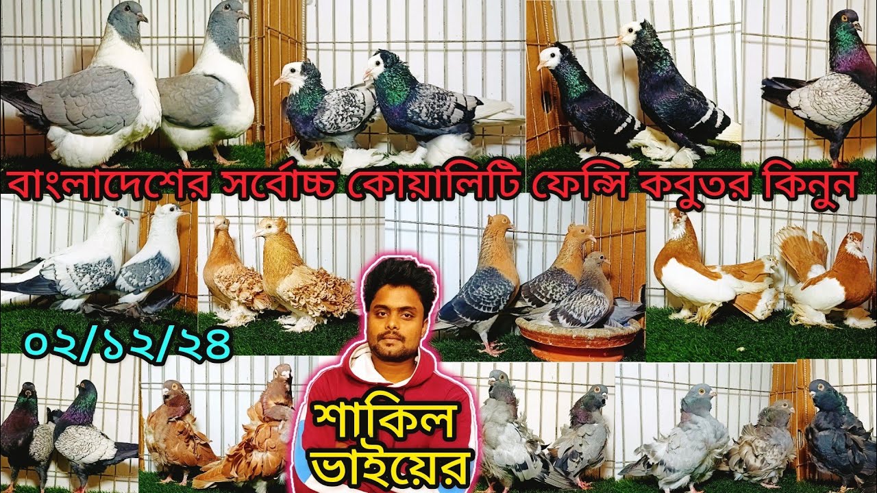 বাংলাদেশের সবচেয়ে জনপ্রিয় টপ কোয়ালিটি কবুতর শাকিল ভাইয়ের।#pigeon_videos#pigeon#kobutor#fancy