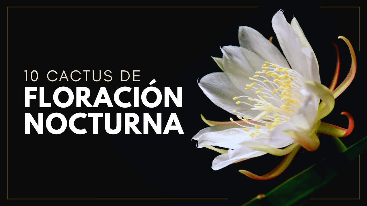 10 Cactus de FLORACIÓN NOCTURNA | Night-Blooming Cactus