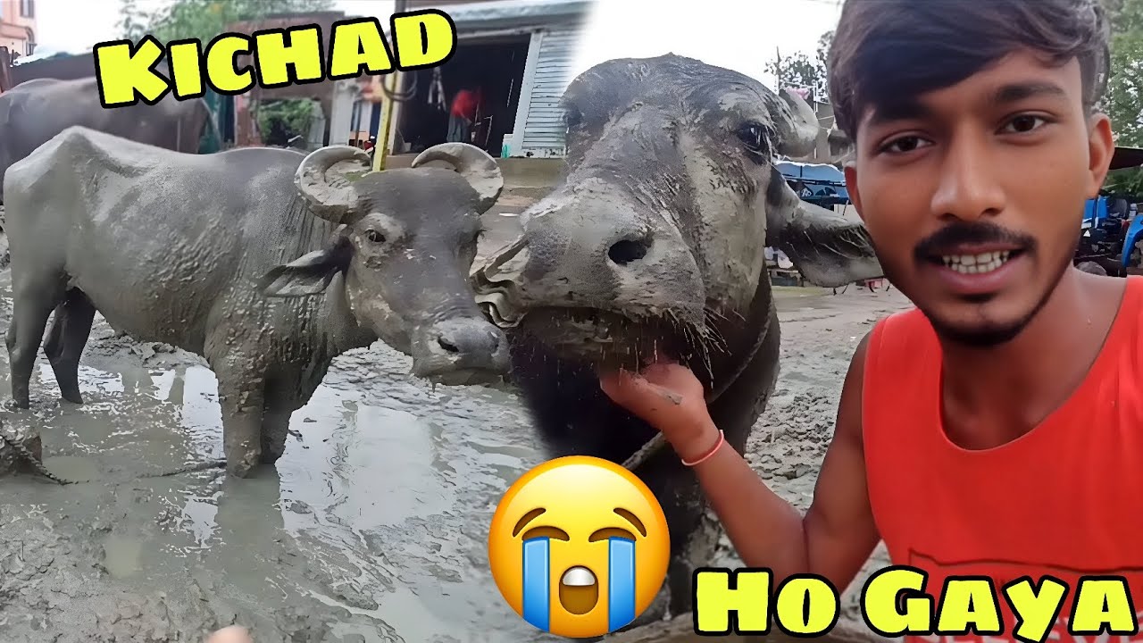 Pura Kichad Ho Gaya 🥺 | bhains ka jagah mein 😭
