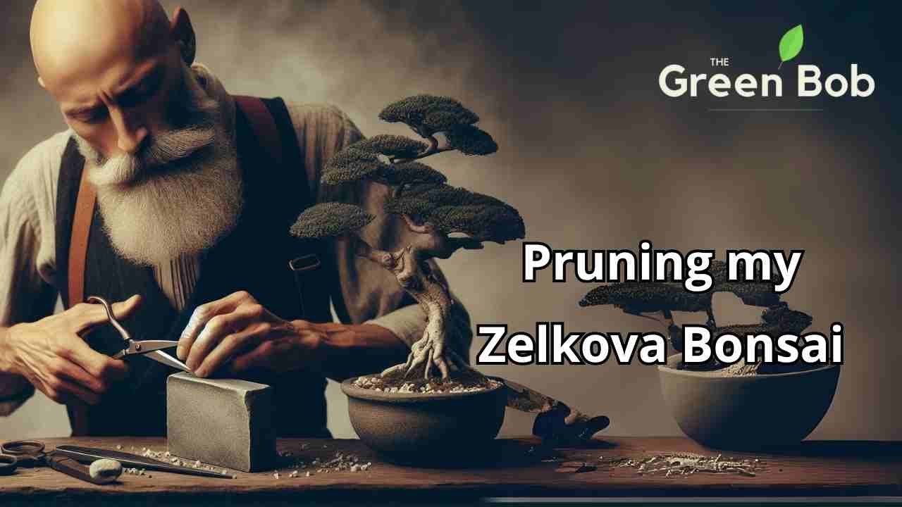 Shaping a Zelkova Bonsai with a Careful Prune