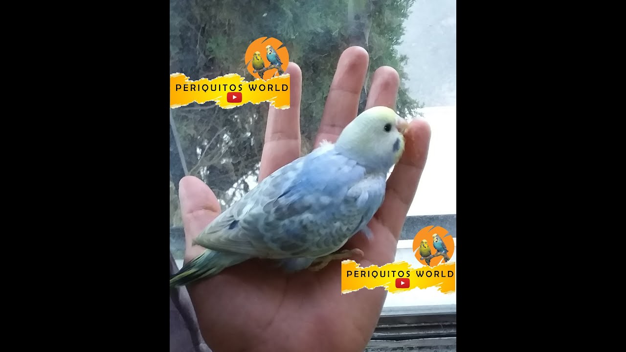 PERIQUITOS:  PAPILLEROS🐥, DE MANO✋🏼, Y DE VUELO✈️. ¿PORQUÉ SON MÁS CAROS💰❓❓❓