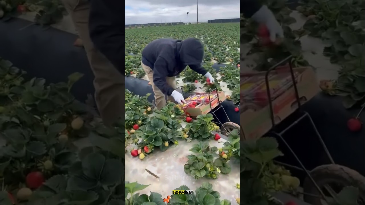 Farmers Are Making Money While Lying Down?! 😱🚜#facts #ytshorts #trending #farming