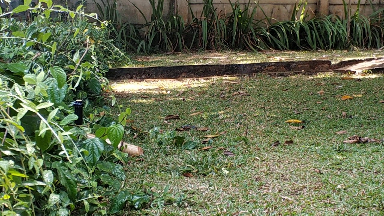 Sprinkler Rainbird Popup Uni Spray
