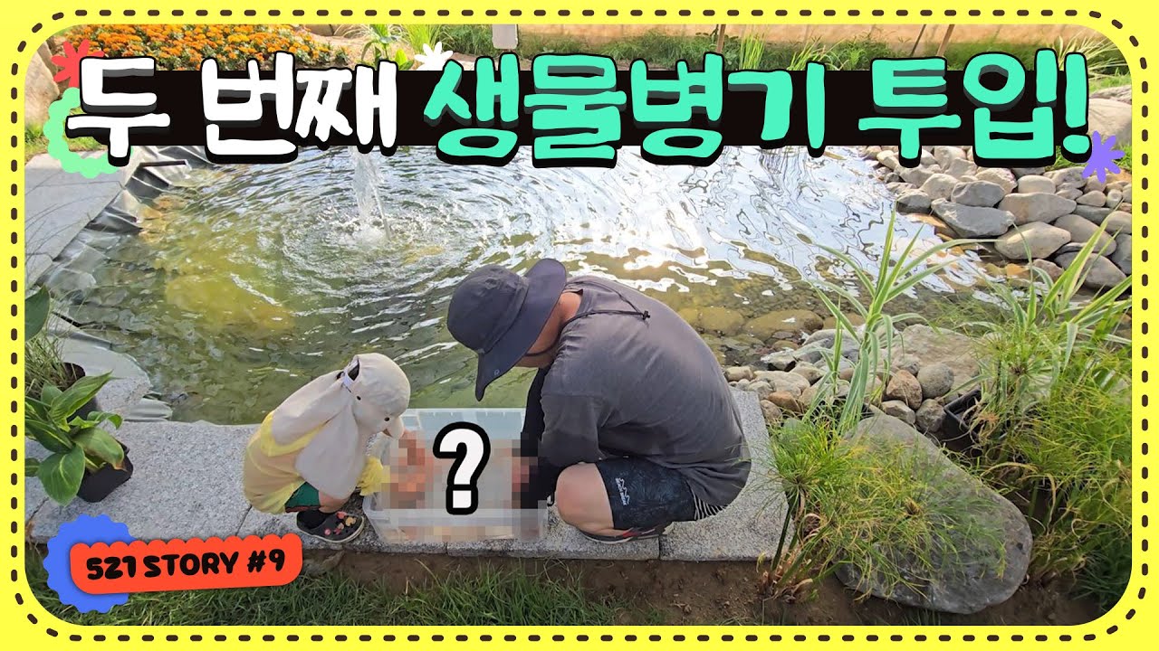 대박 예쁘다 ㄷㄷ 미꾸라지보다 모기를 훨씬 잘잡아먹는다는 고가의 열대어 수백마리를 연못에 넣었습니다!