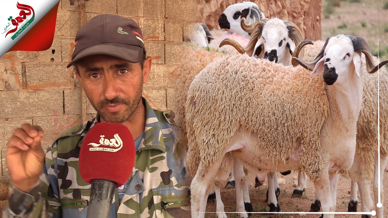 يستعملون إبرا خاصة، خميرة، ماء الحياة، وفضلات الدجاج..كسابة يكشفون حيل البعض لتسمين أضاحي العيد