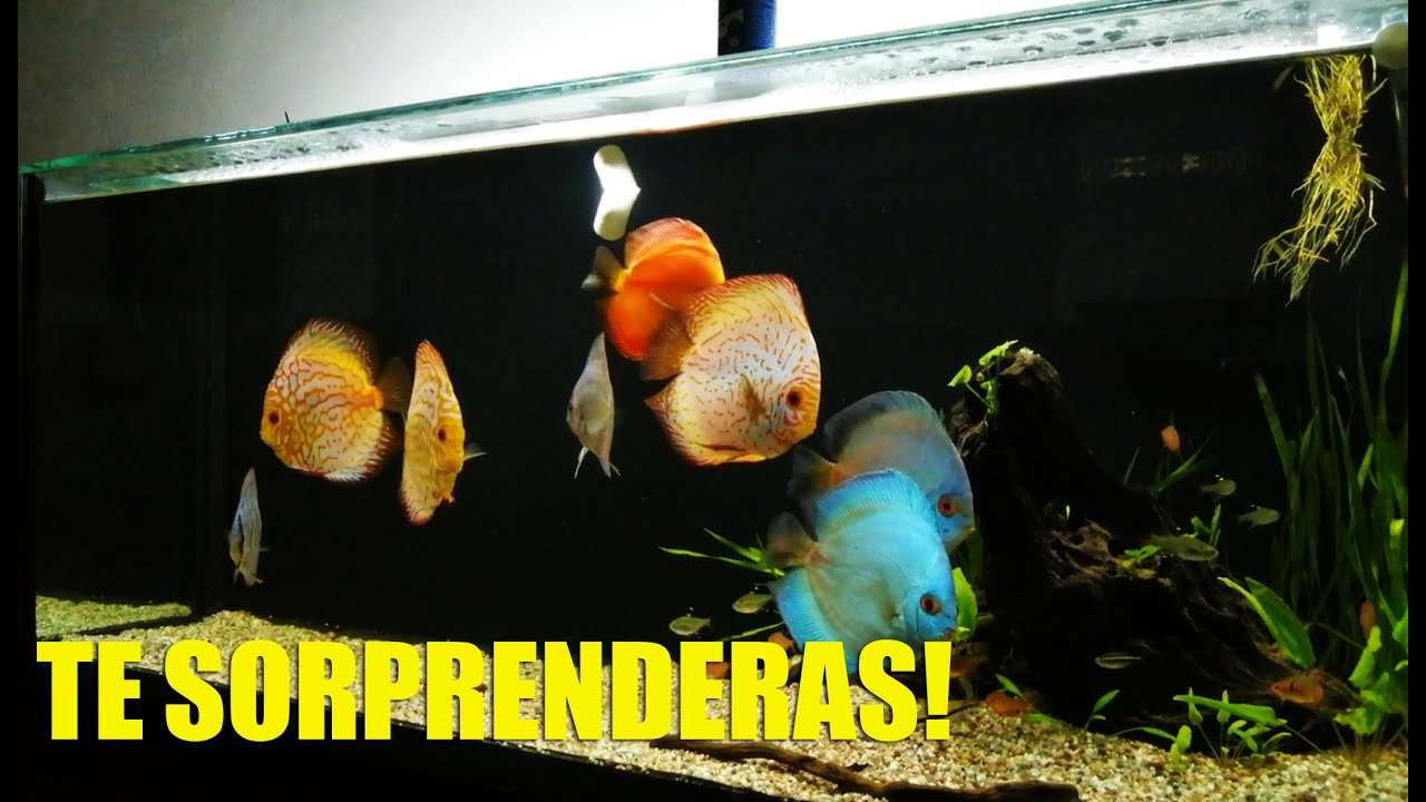 Esto Cuesta Un Acuario De Peces Discos 🤑🤑