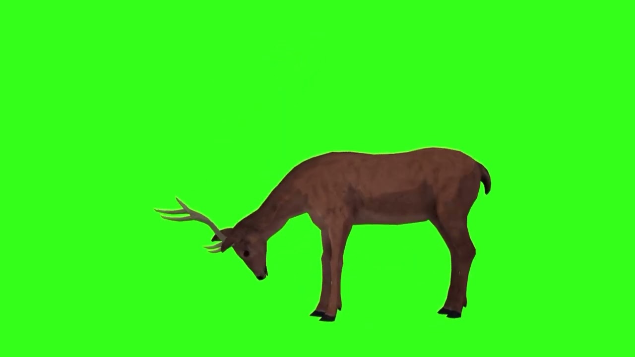 Green Screen Deer 🦌 Walking, Running, Eating, Dying & Idle | #greenscreenvideo
